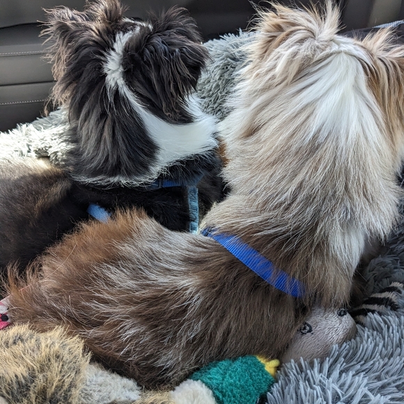 Meet your Posher, Shawne - Picture 3 of 16